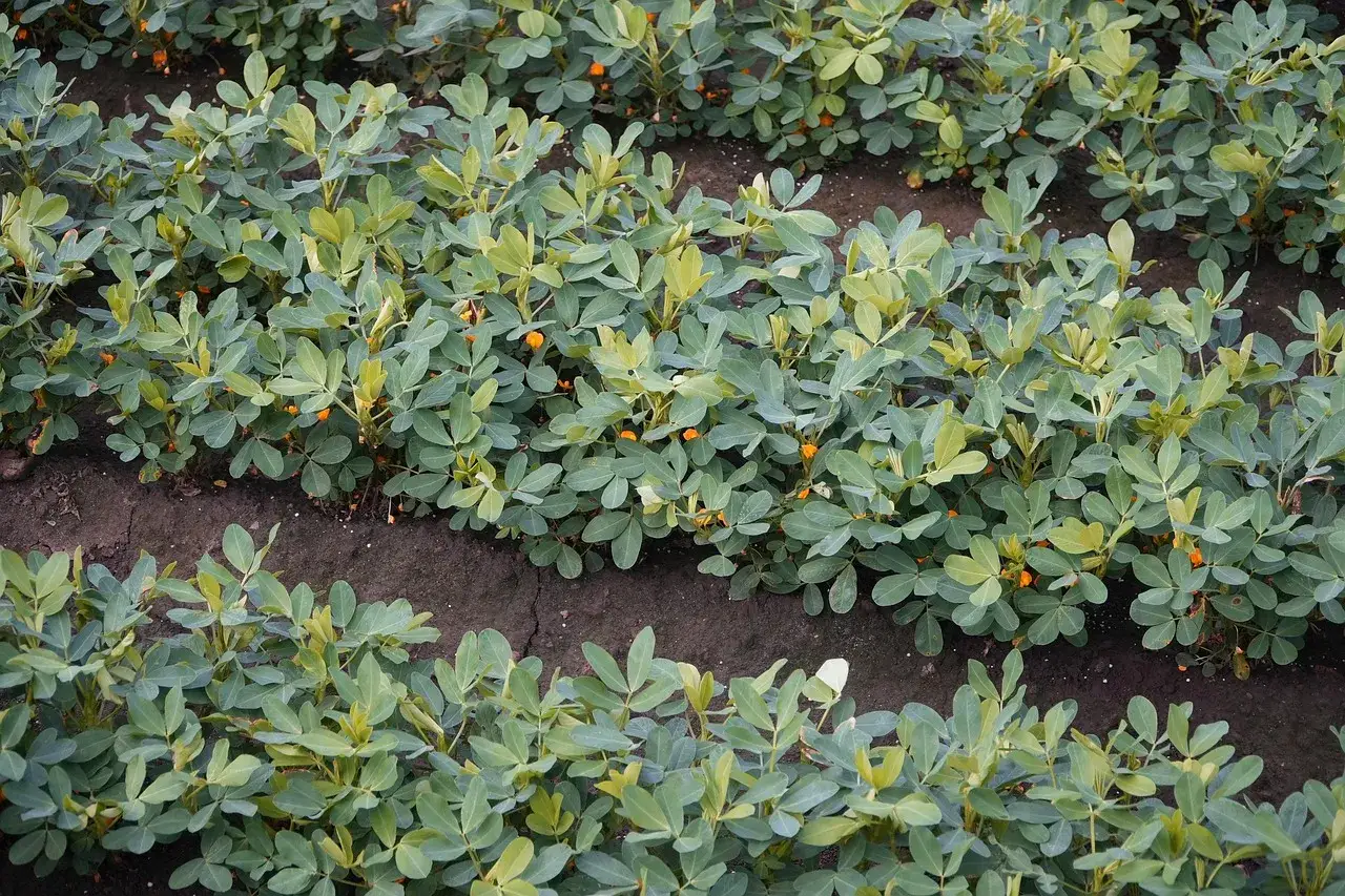 Un campo di arachidi pianta con foglie verdi e piccoli fiori arancioni.