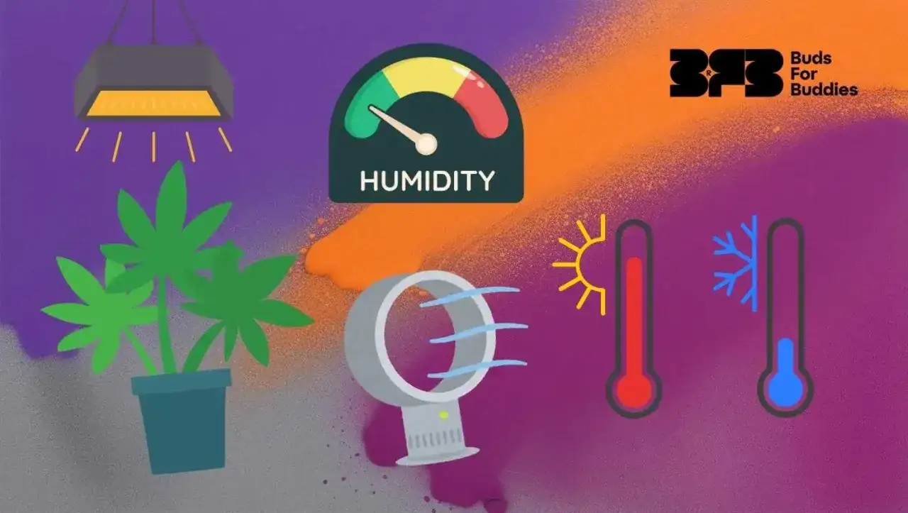 Elementi chiave per la crescita delle autofiorenti: luce, ventilatore, igrometro per monitorare temperatura e umidit&agrave;, e termometri per calore e freddo.