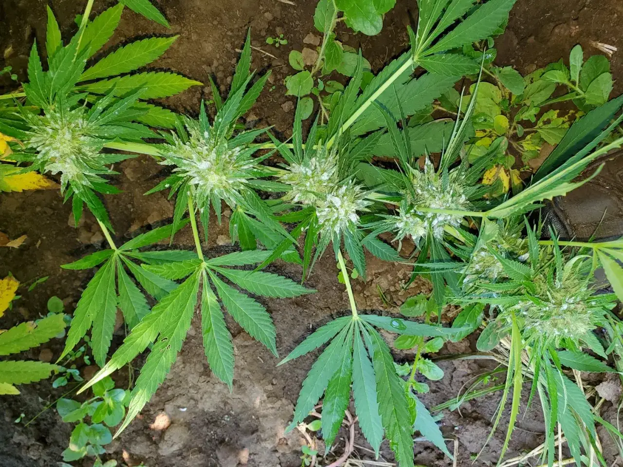 Piante di cannabis con infiorescenze ricoperte da una polvere bianca, sintomo di botrite.