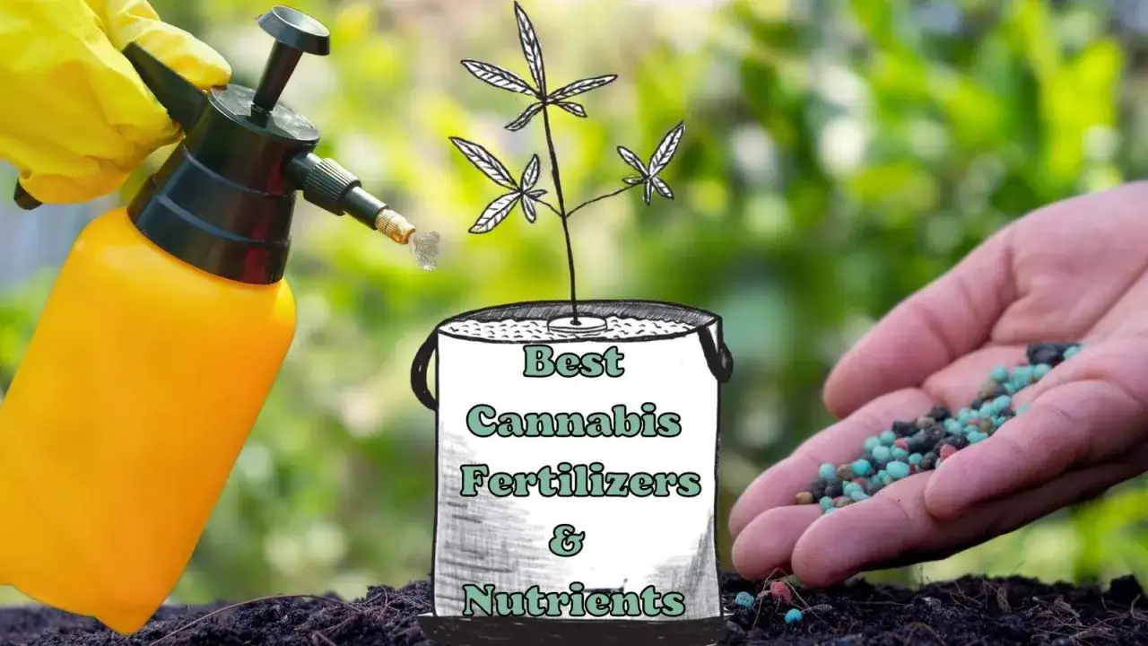 Mano con fertilizzante granulare pronto per i migliori fertilizzanti per canapa outdoor. Nebulizzatore e piantina di cannabis in vaso.
