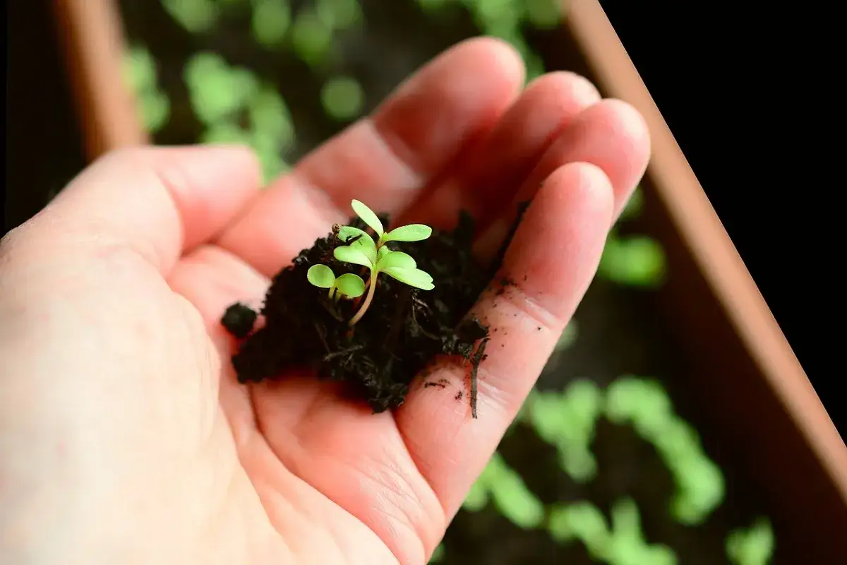 Una mano tiene una giovane pianta di tabacco con terra. Sullo sfondo, altre piantine verdi in un vassoio.