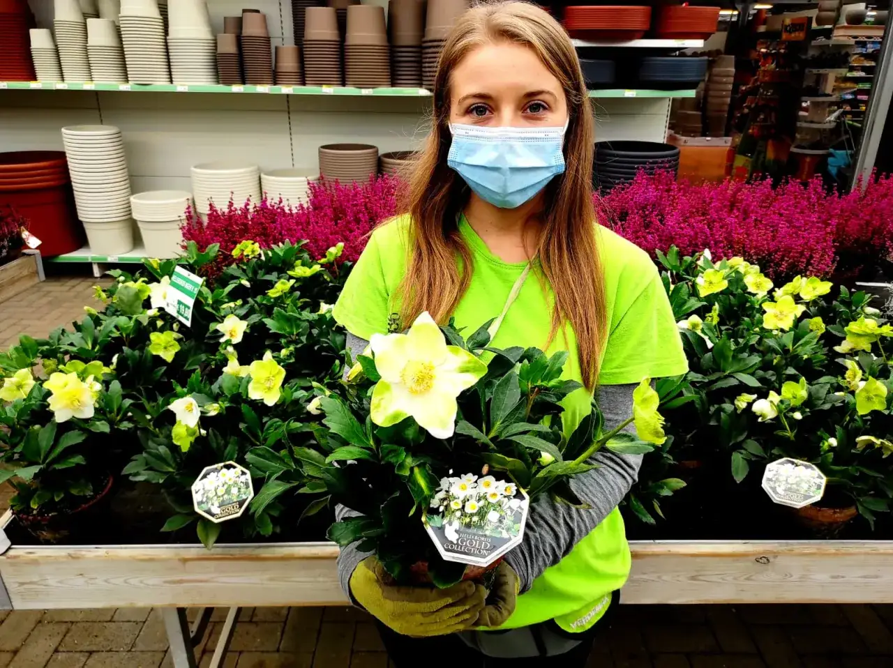 Ragazza con mascherina tiene un elleboro in vaso, pronto per il terrazzo. Fiori gialli e rosa sullo sfondo.