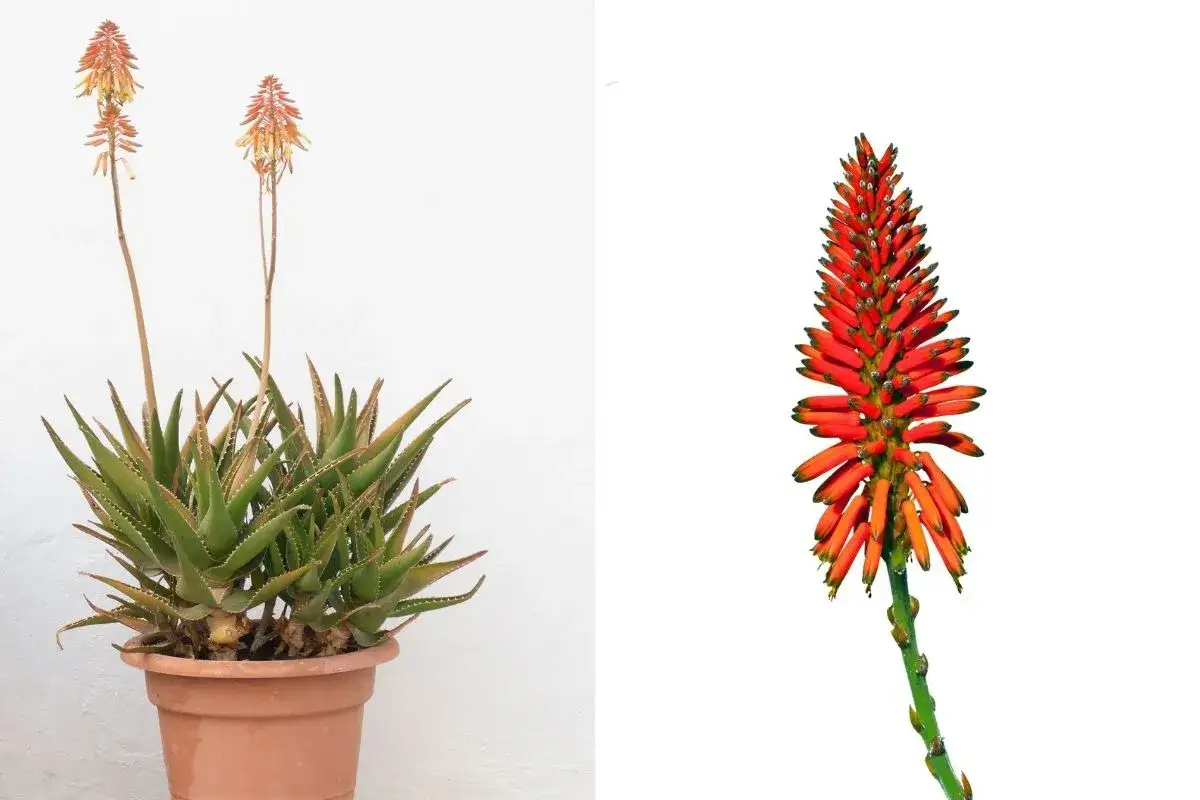 Aloe in vaso con fiori rossi vibranti. La pianta succulenta mostra le sue foglie carnose e le infiorescenze a spiga, un vero spettacolo della natura.