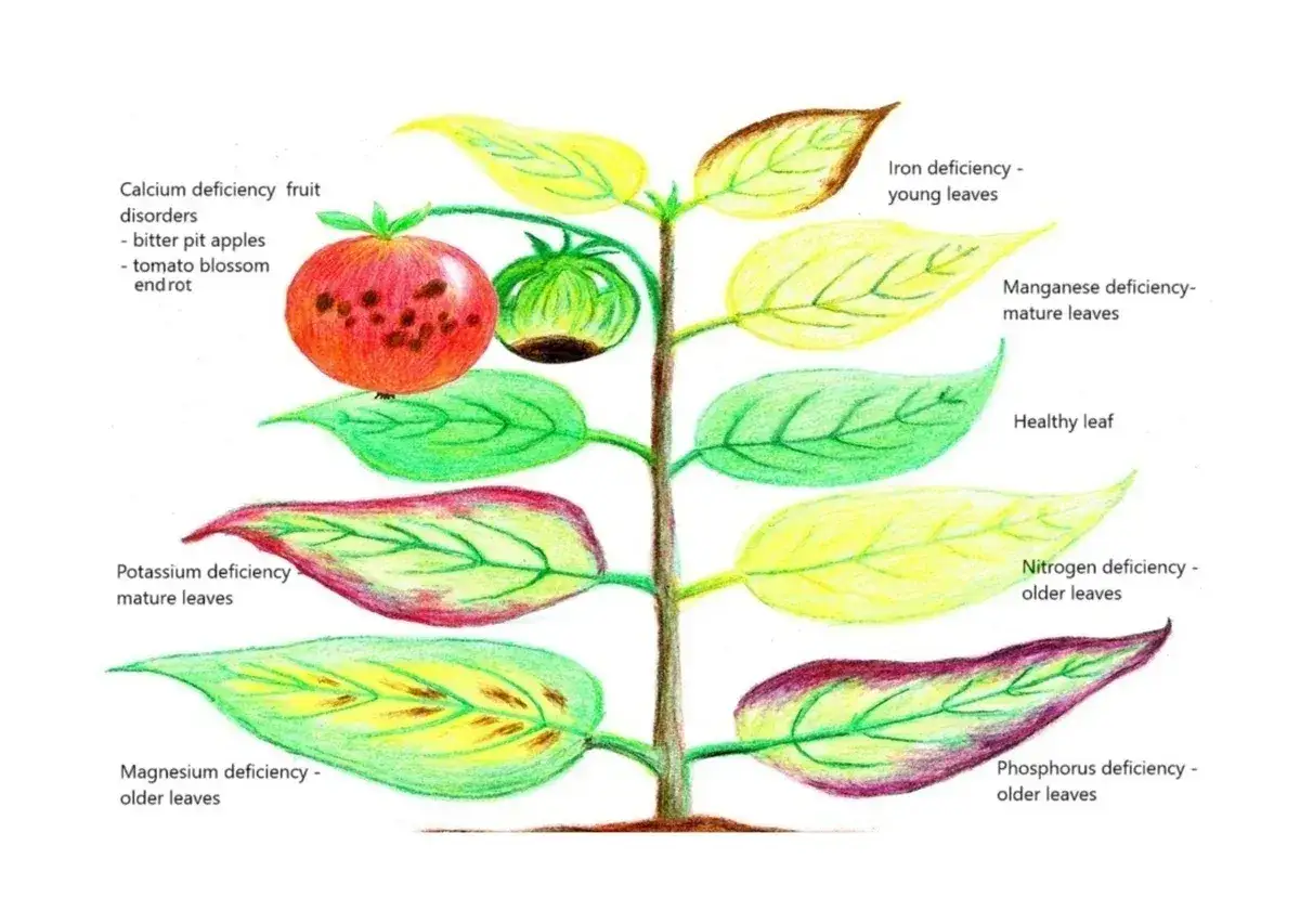 Pianta illustra carenze foglie: gialle per ferro, manganese, azoto; rosse/viola per potassio, magnesio; con frutti danneggiati da carenza calcio.