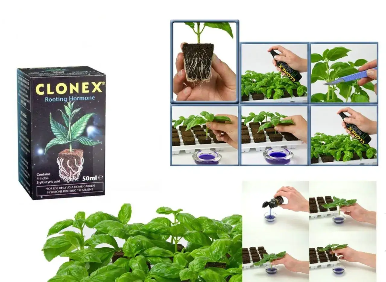 Clonex istruzioni uso: il kit per la radicazione delle piante. Mostra la scatola del prodotto, talee, e il processo di applicazione dell'ormone.