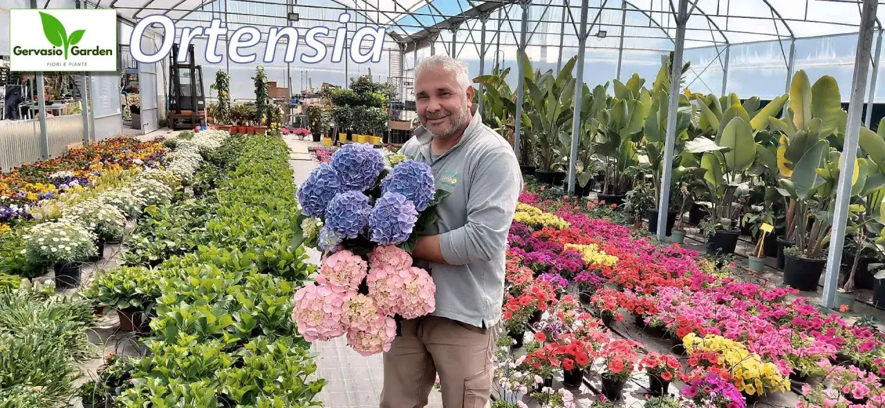 Un uomo sorride in una serra, tenendo un mazzo di ortensie blu e rosa. Il momento ideale per sapere quando piantare le ortensie &egrave; ora, tra i fiori colorati.