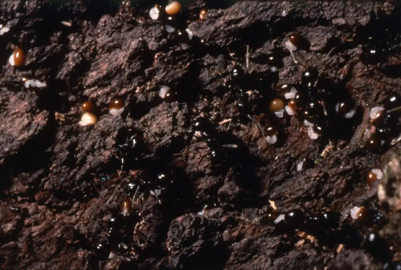 Formiche nere si muovono su corteccia scura, trasportando uova e larve. Un nido di formiche nel vaso, un microcosmo brulicante di vita.