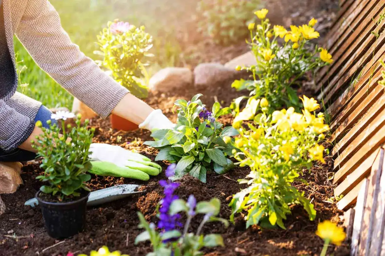 Mani guantate piantano fiori in un giardino soleggiato. Tra le piante, una melassa pianta con fiori viola spicca tra i gialli crisantemi.
