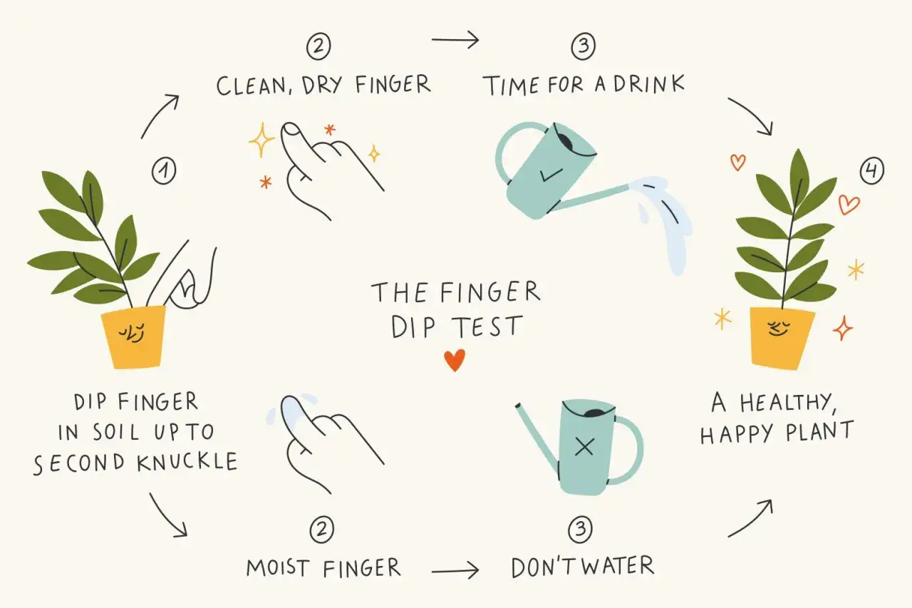 Guida visiva per capire ogni quanto innaffiare autofiorenti: testa del dito per verificare l'umidit&agrave; del terreno e assicurare una pianta sana.