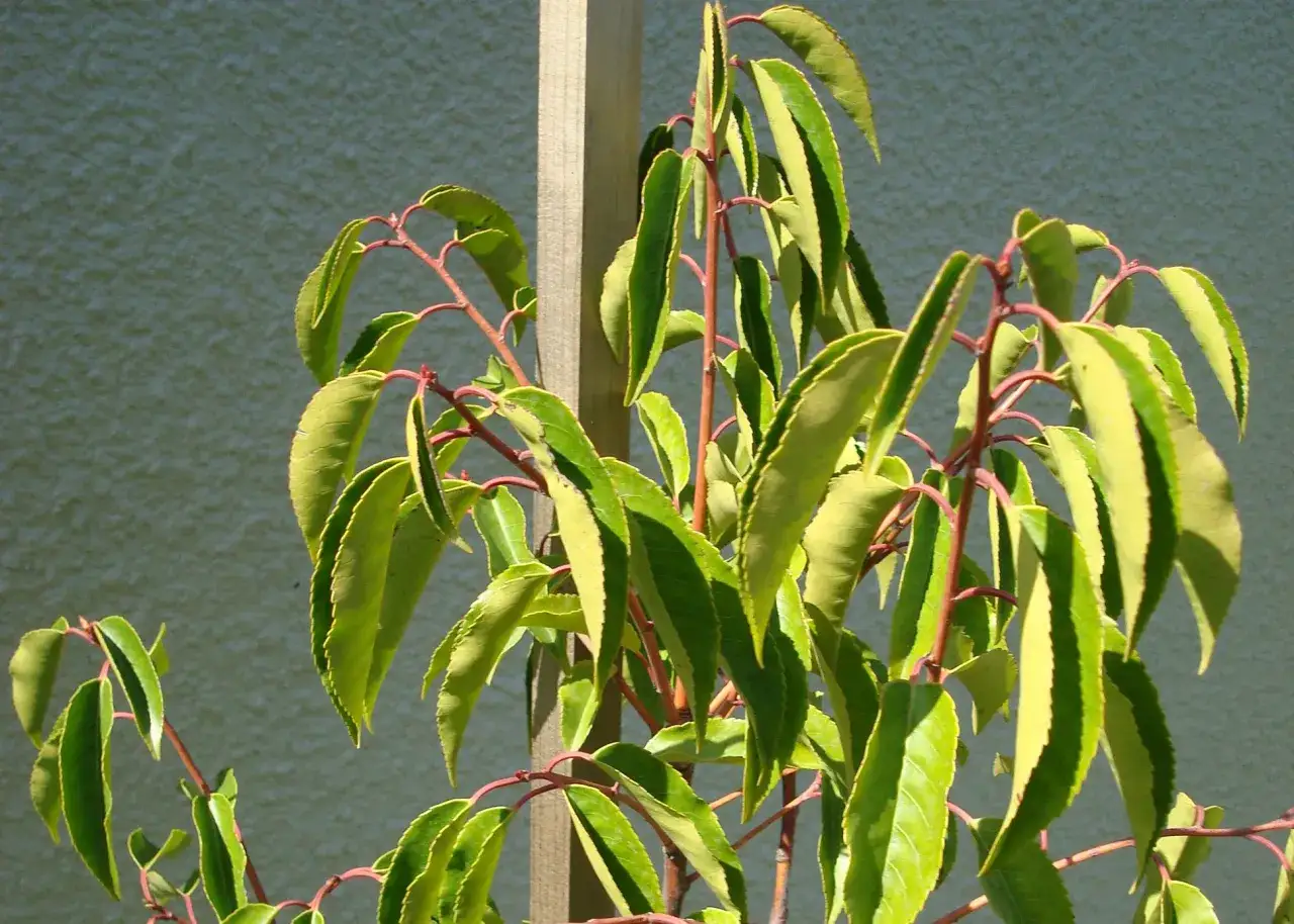 Foglie di un giovane albero con chiare striature gialle, possibili sintomi di carenza di zolfo.