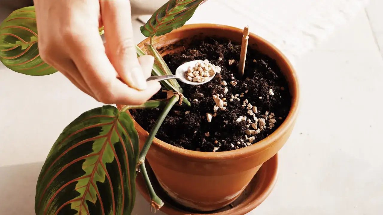 Mano aggiunge perlite al terriccio di una pianta, sperando di scoraggiare il moscerino dei funghi.