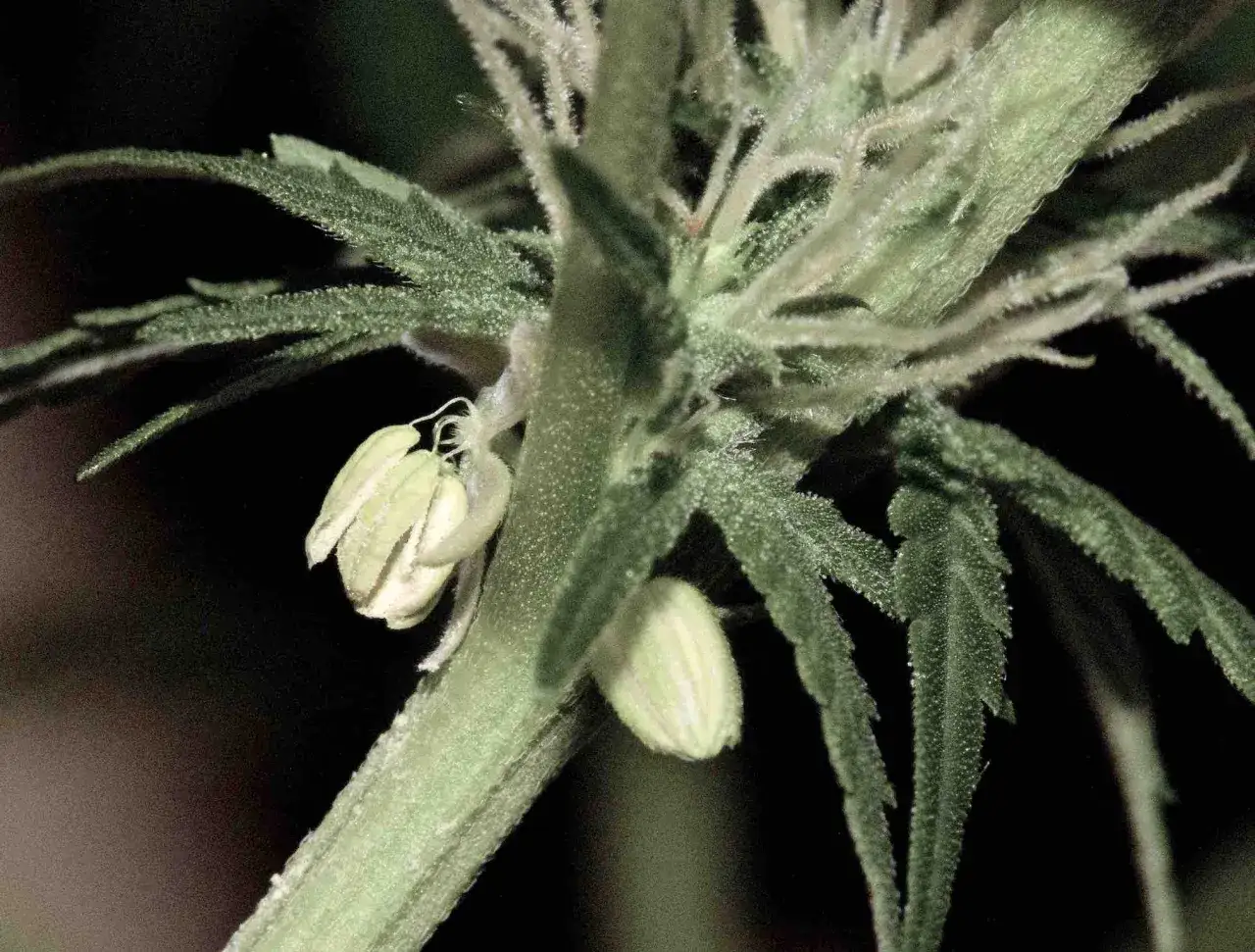 Primo piano di un fiore di cannabis maschio, con i suoi pistilli bianchi e i petali verdi che si aprono.