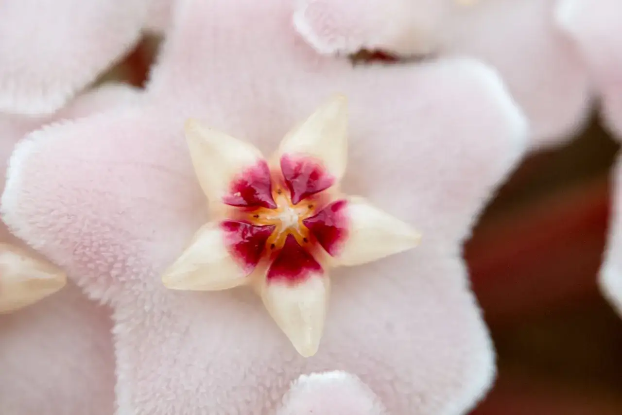 Un fiore di Hoya carnosa, con petali bianchi e centro rosa intenso. La pianta hoya carnosa non fiorisce, ma questo singolo fiore &egrave; uno spettacolo.
