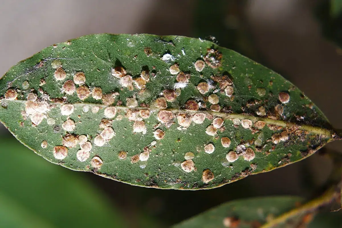 Foglia verde infestata da cocciniglia, un problema comune per le piante. L'olio di neem &egrave; un rimedio naturale efficace.