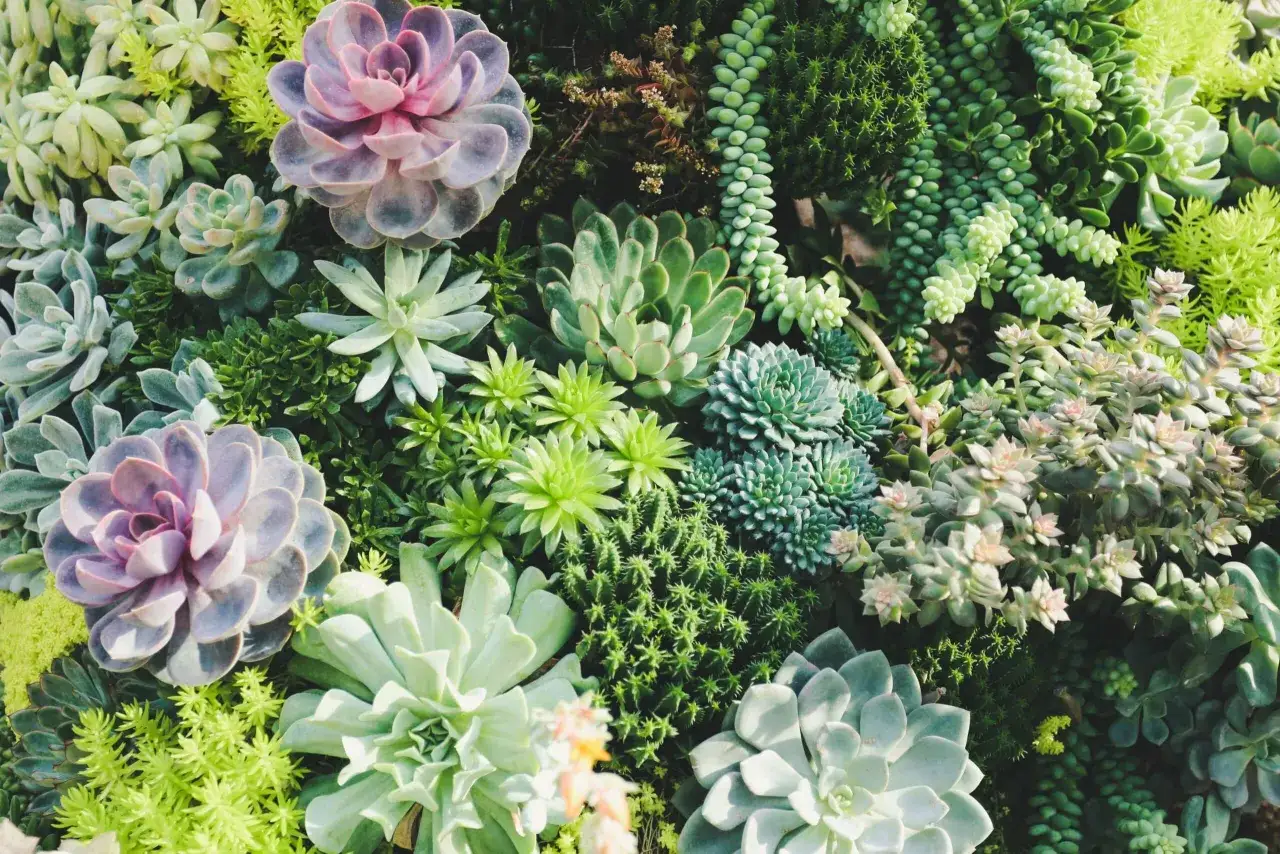 Un giardino di succulente, con variet&agrave; di erba grassa dai colori verdi, viola e rosa, che creano un tappeto naturale e rigoglioso.