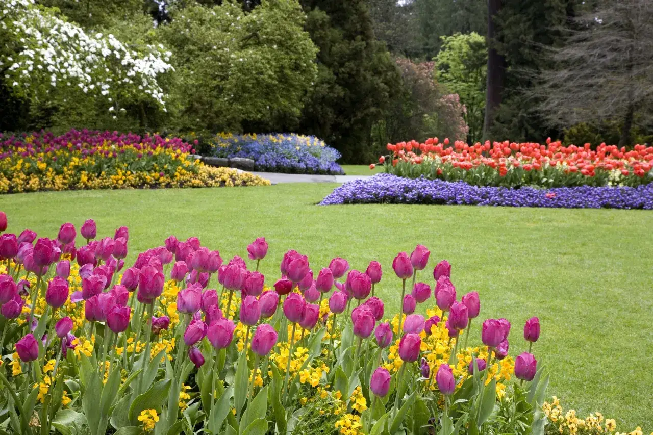 Un prato verde con aiuole fiorite di tulipani rosa, gialli, rossi e blu. Si possono lasciare i bulbi di tulipano nel terreno per fioriture future.