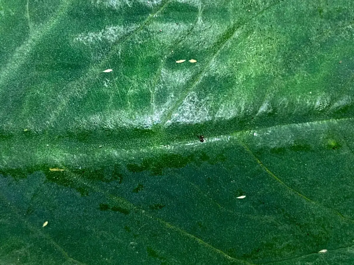 Foglie verdi con tracce di olio di neem, alcuni piccoli tripidi si muovono sulla superficie.