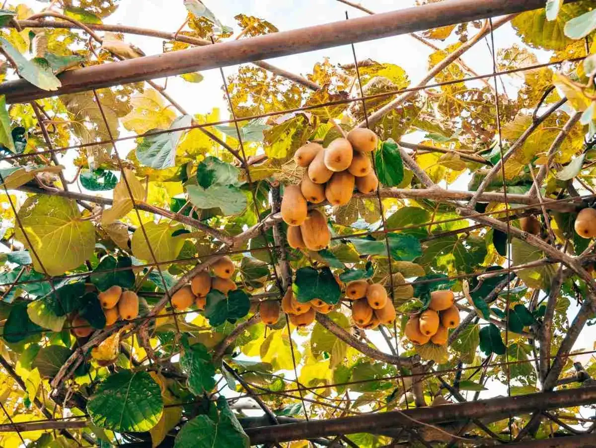 Grappoli di kiwi maturi pendono da una struttura per kiwi con foglie verdi e gialle.