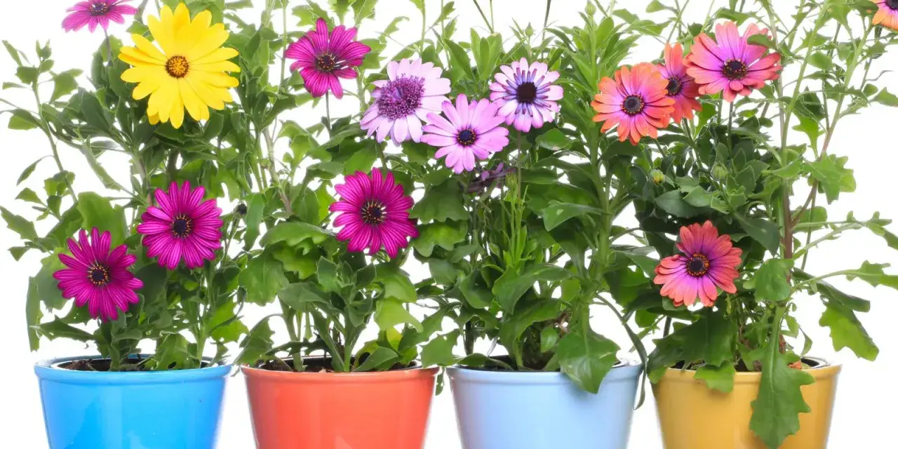 Fiori di marzo in vasi colorati: gialli, rosa, viola e arancioni, un'esplosione di colori primaverili.