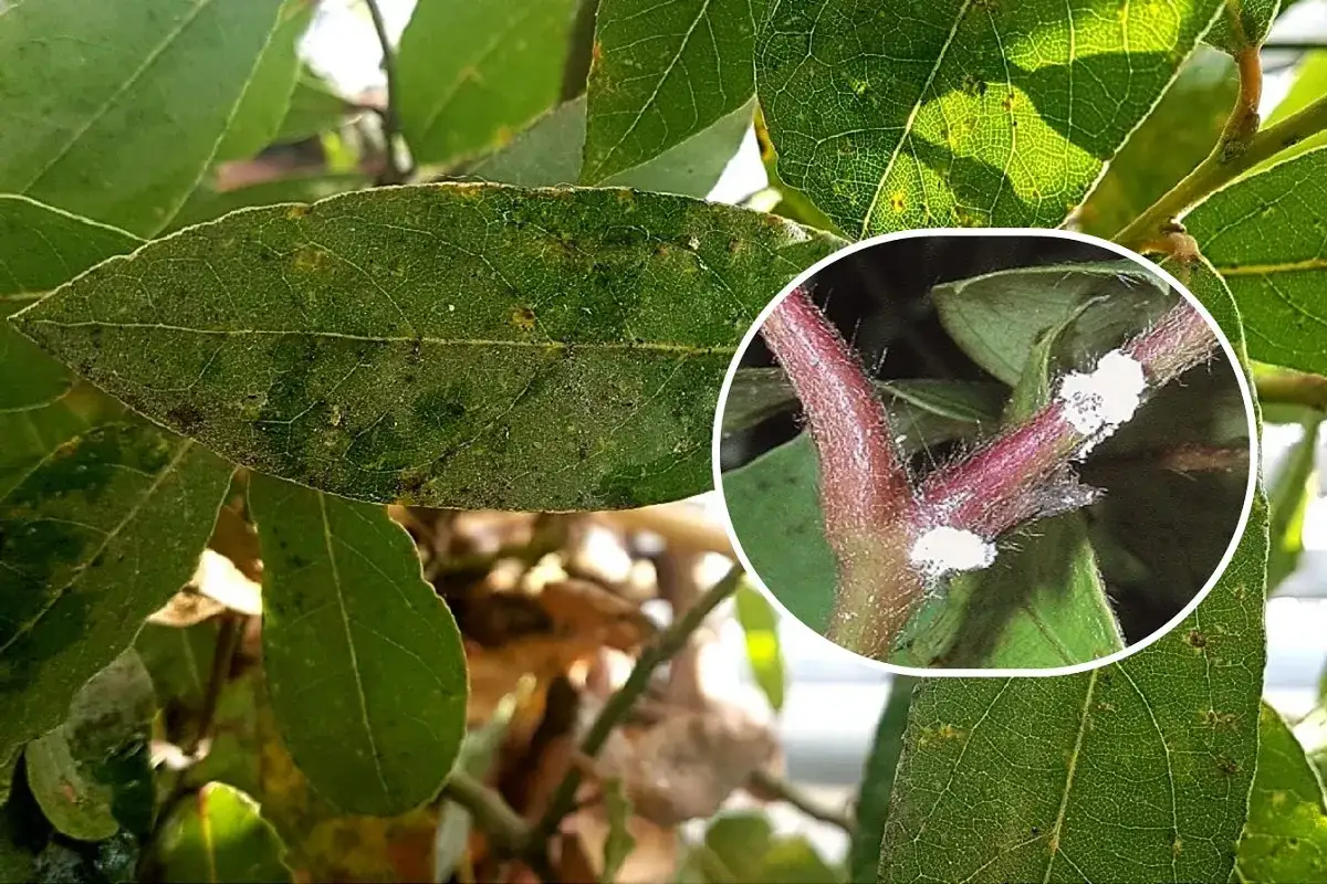 Foglie verdi con macchie e un ingrandimento di un rametto con la cocciniglia a scudetto, un parassita che attacca le piante.
