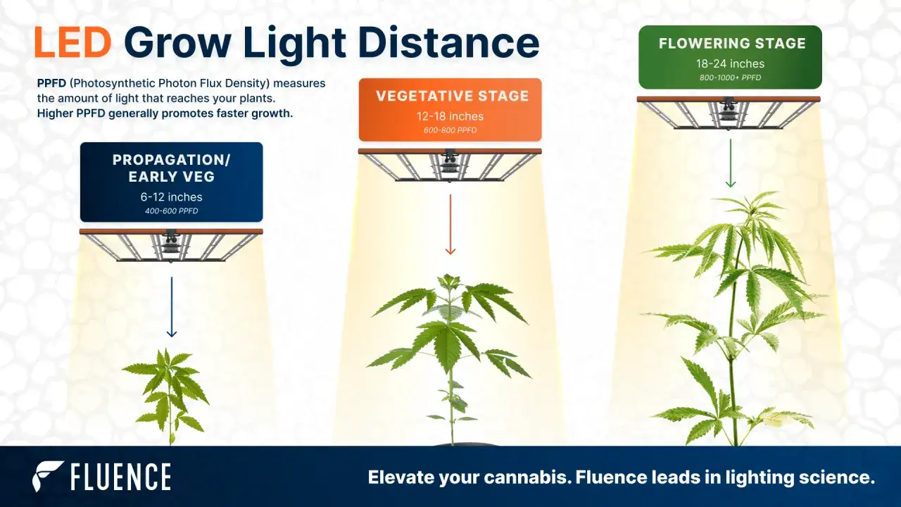Distanza lampada pianta indoor: 3 stadi di crescita con diverse altezze di luce LED per piante.