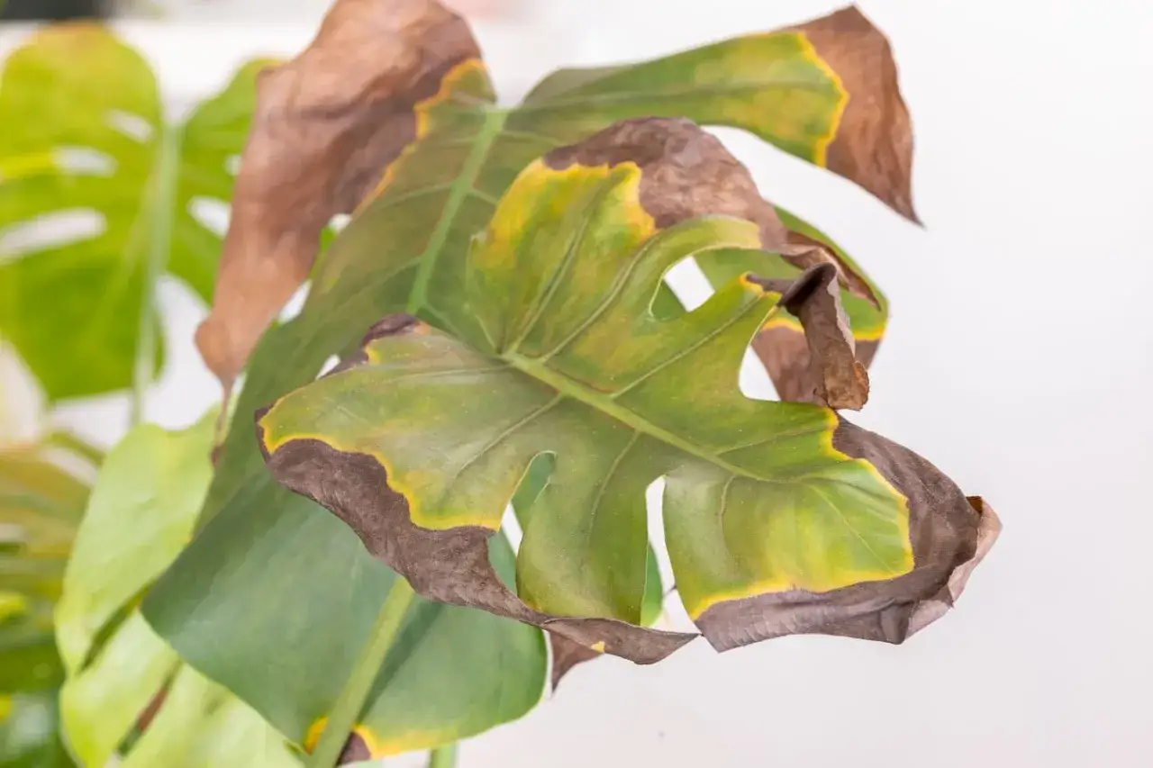 Foglie di Monstera con bordi secchi e ingialliti, sintomo di un possibile eccesso di magnesio nelle piante.