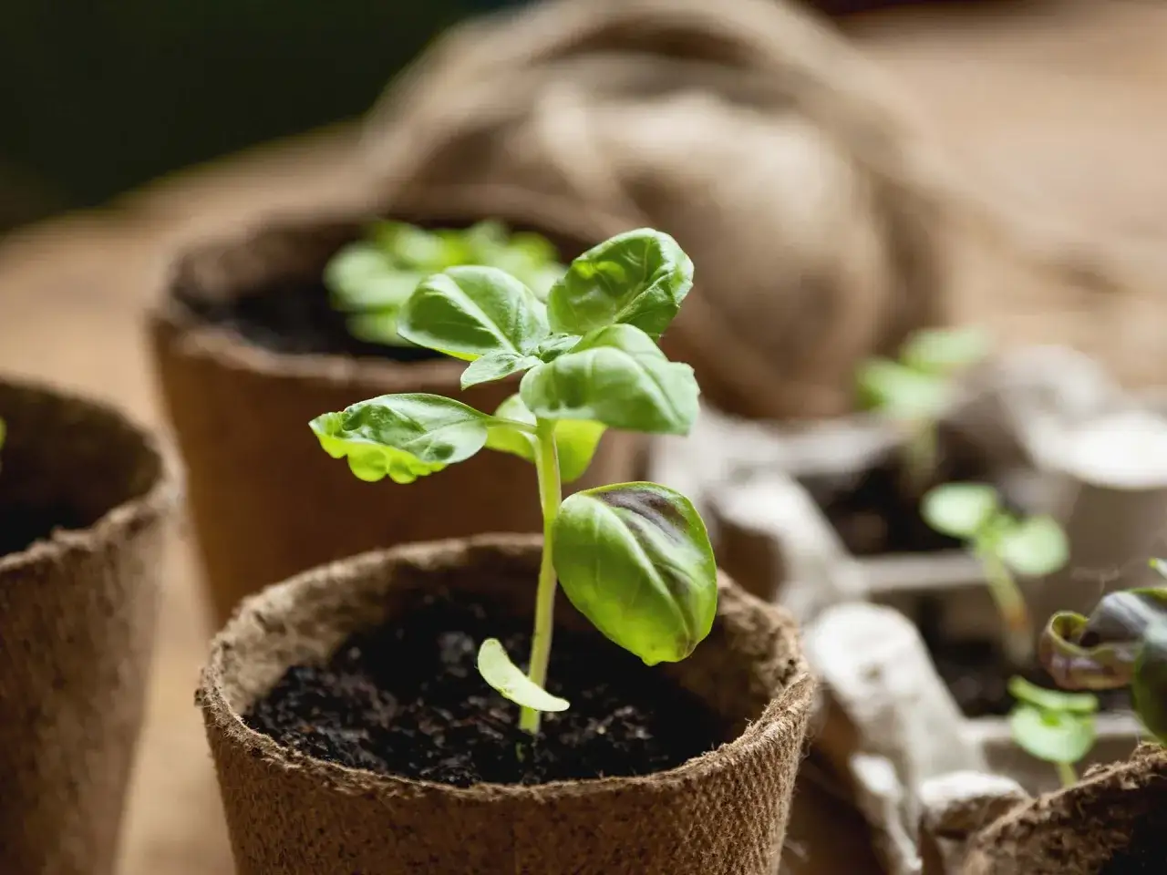 Giovani piantine di basilico in vasetti di torba, pronte per la loro esposizione alla luce.
