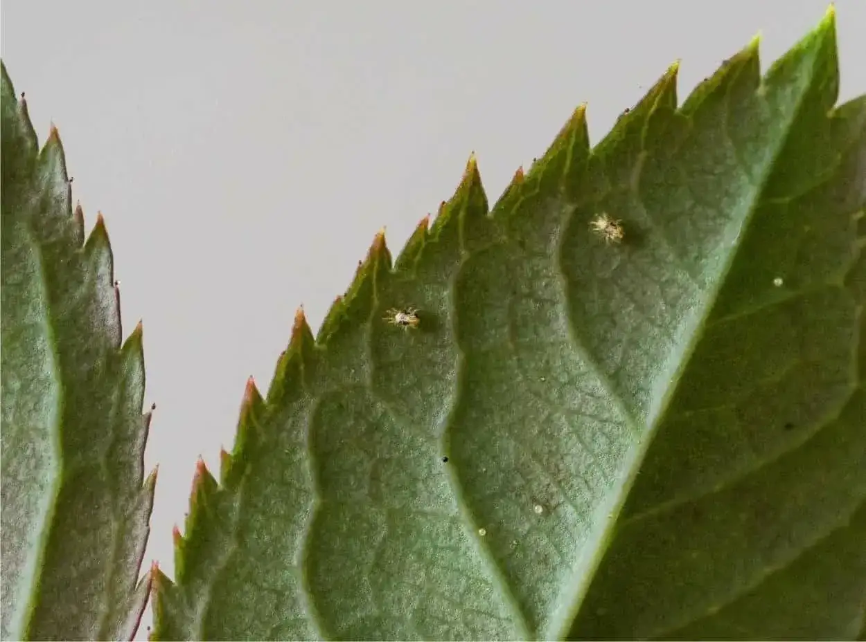 Acari su foglia verde, piccoli insetti che infestano le piante.