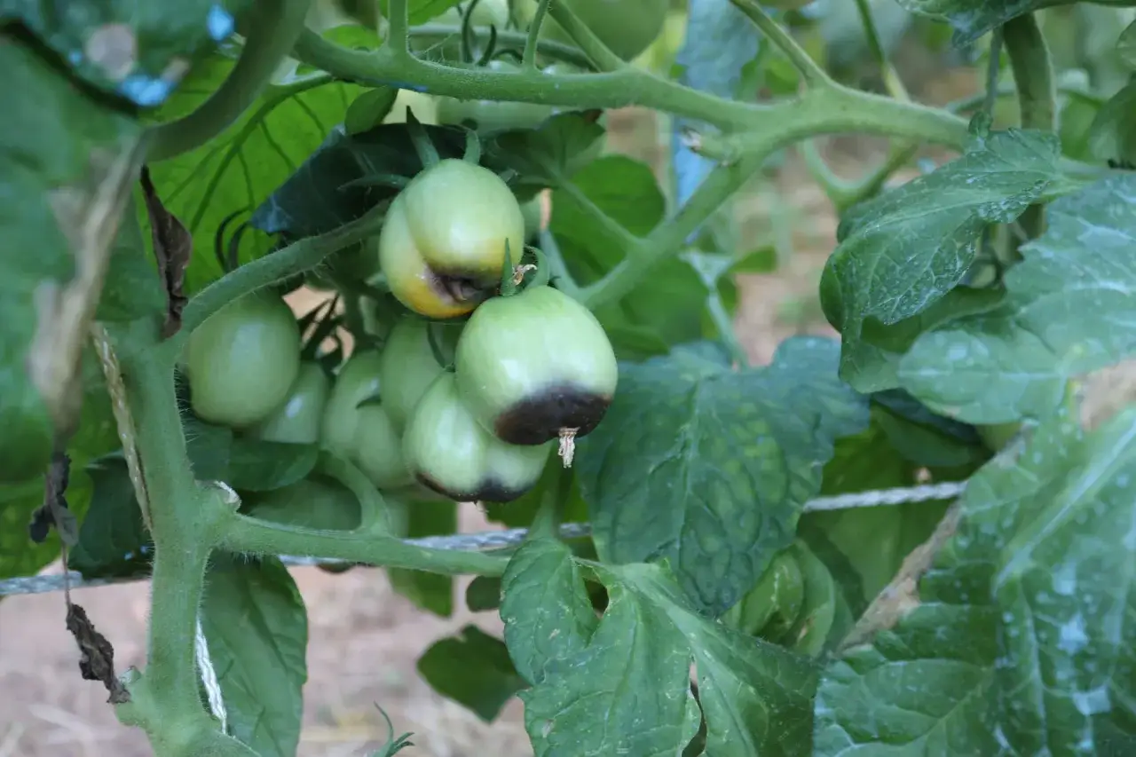Pomodori verdi con macchie scure alla base, possibili sintomi di carenza calcio. Foglie verdi e rigogliose.