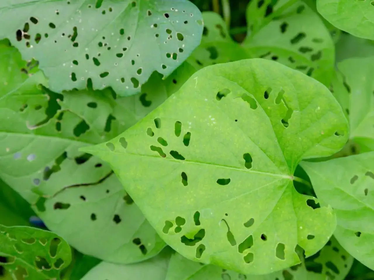 Foglie verdi traforate, segno del passaggio di insetti che mangiano le foglie delle piante.
