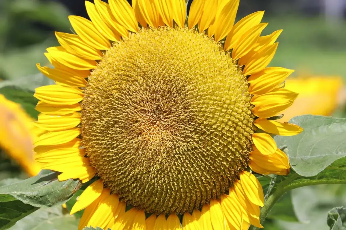 Un girasole maturo, pronto per essere raccolto, con i suoi petali gialli brillanti e il centro pieno di semi.