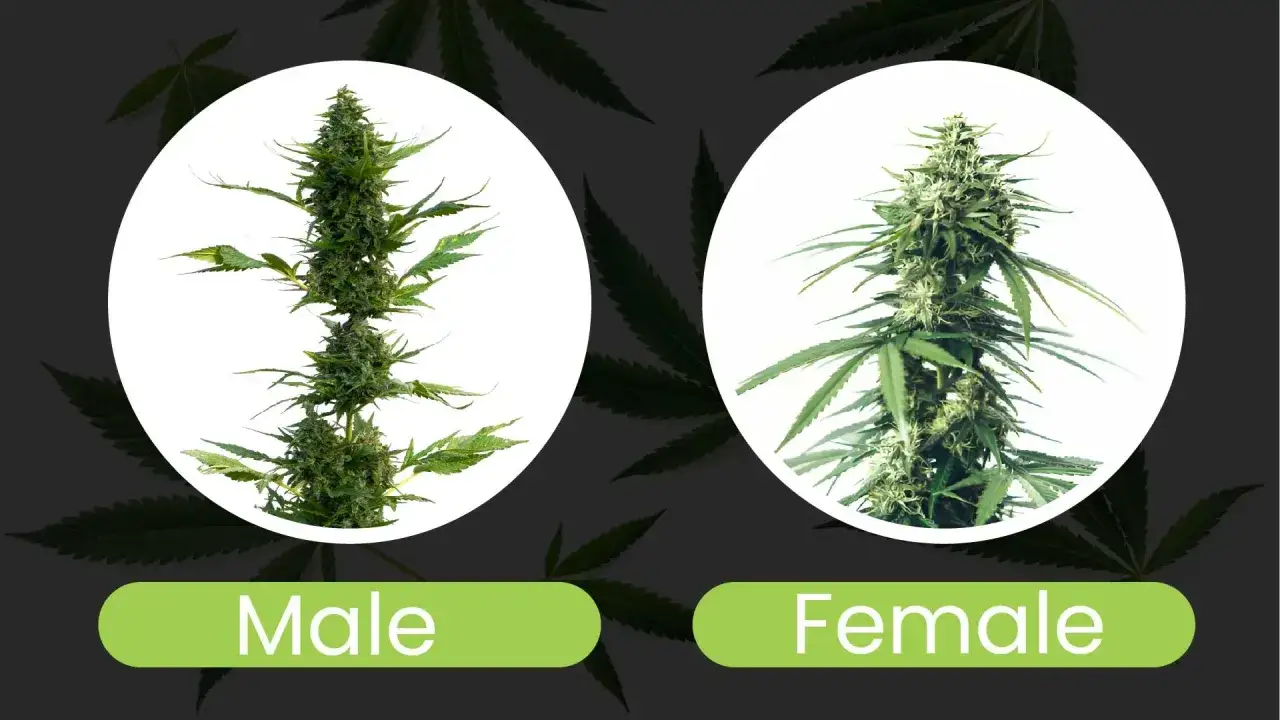 Confronto tra marijuana maschio e femmina: il ramo maschile mostra meno tricomi, quello femminile è più denso e resinoso.