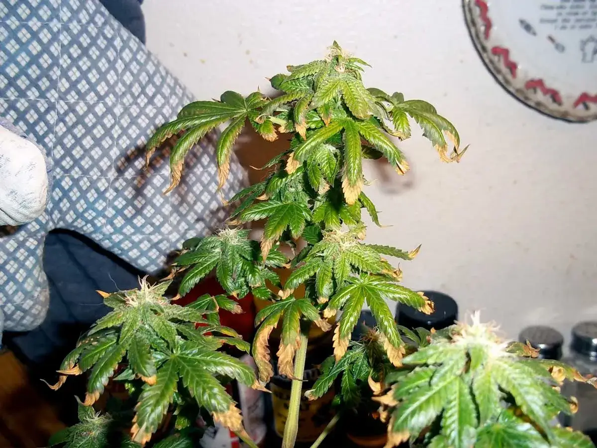 Pianta marijuana con foglie ingiallite e secche, forse ha bisogno di cure.