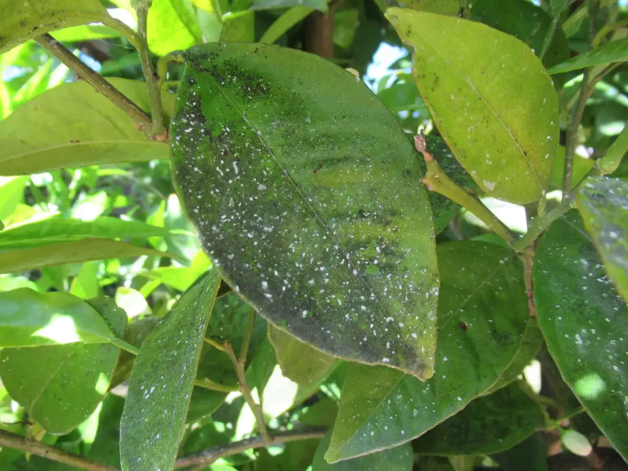 Foglie di limone con afidi e melata. Ecco come eliminarli per salvare la pianta.