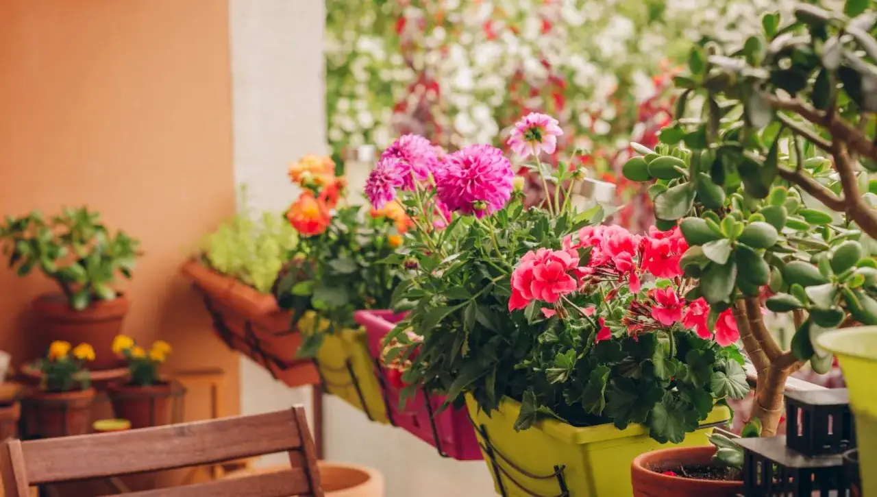 Balcone fiorito con gerani rosa e dalie viola, un angolo di paradiso autofiorenti outdoor.