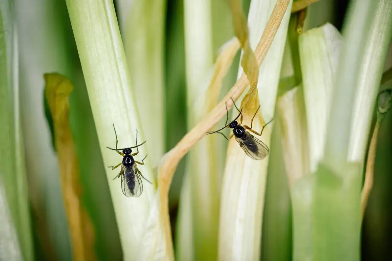 Due piccoli insetti, tipi di moscerini, si posano su steli verdi e secchi.