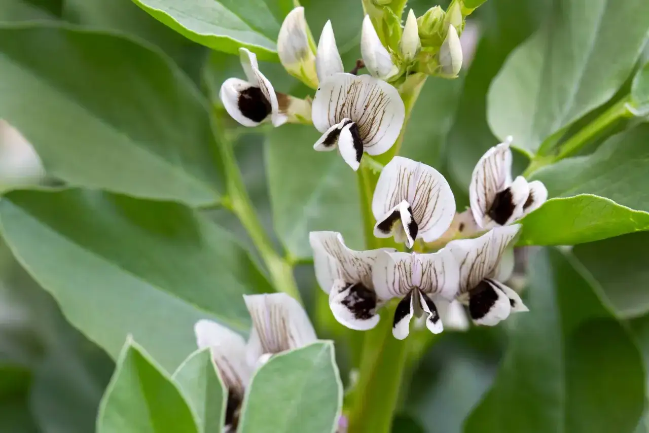Fiori bianchi e neri della pianta di fava, con striature marroni, su sfondo di foglie verdi.
