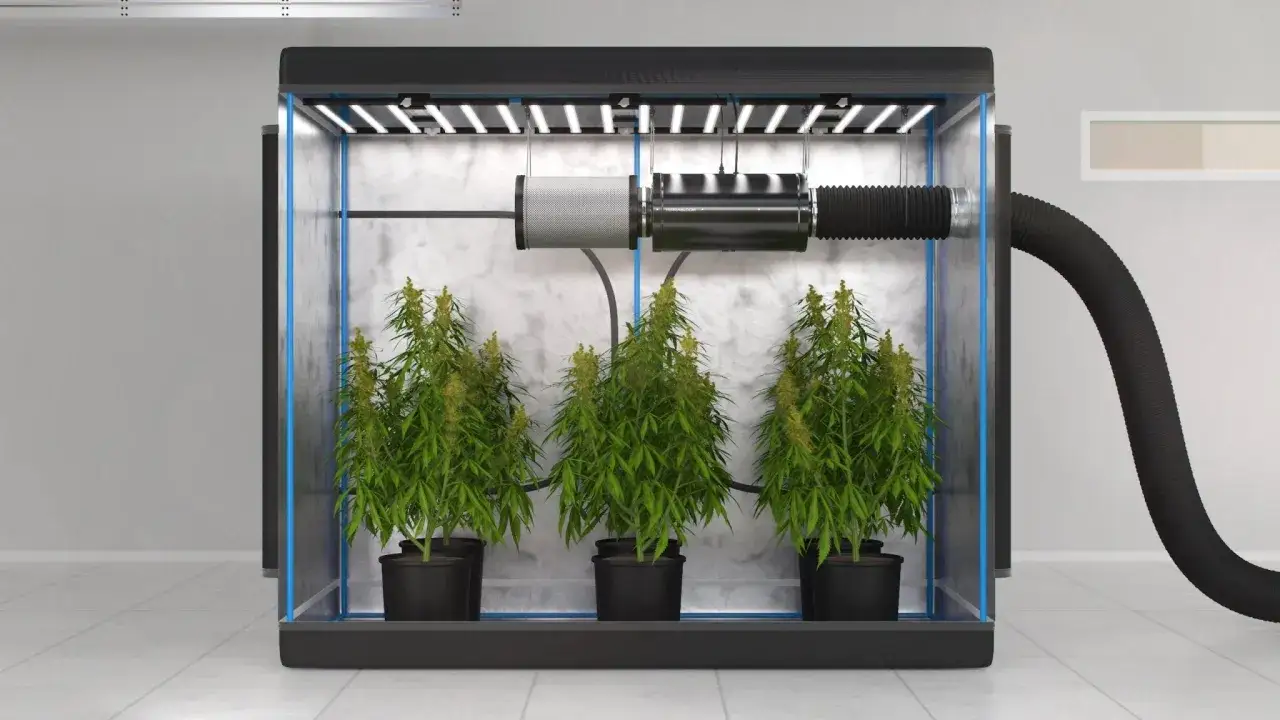 Tre piante di cannabis in vaso crescono sotto luci LED in una grow box. Il ventilatore della grow box &egrave; sempre acceso, garantendo un ricircolo d'aria ottimale.