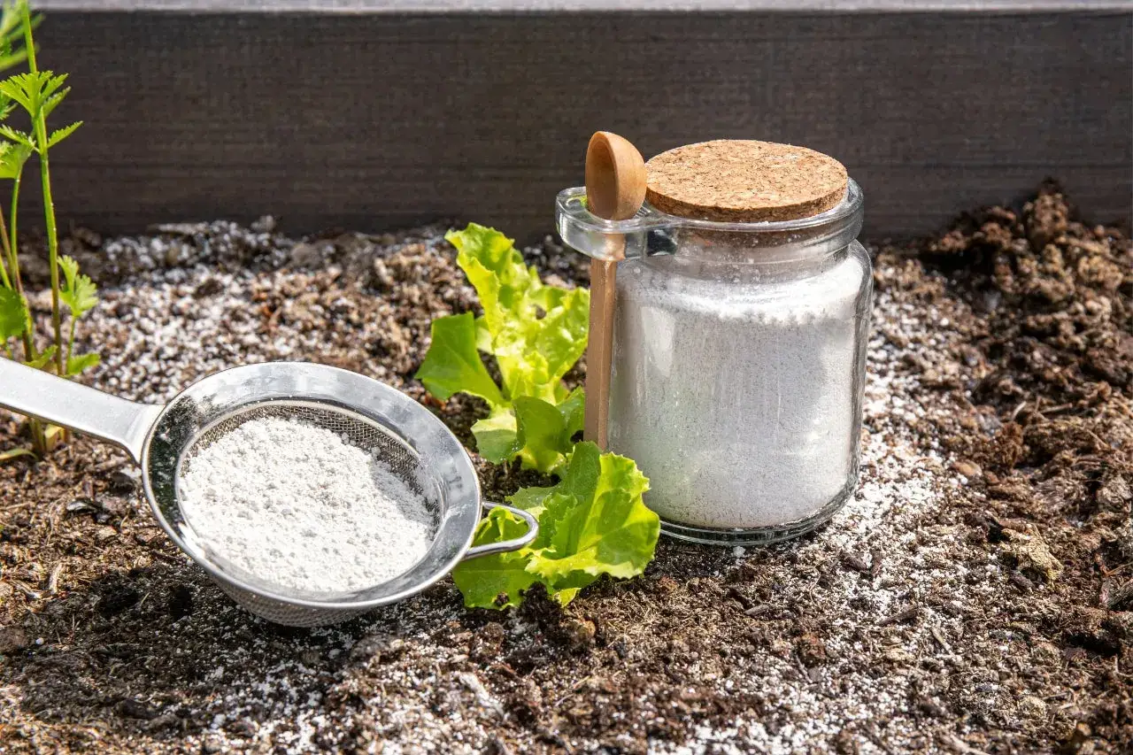 Un barattolo di vetro con un cucchiaino di legno contiene un insetticida naturale per formiche. Una piccola insalata e una piantina crescono nel terreno.
