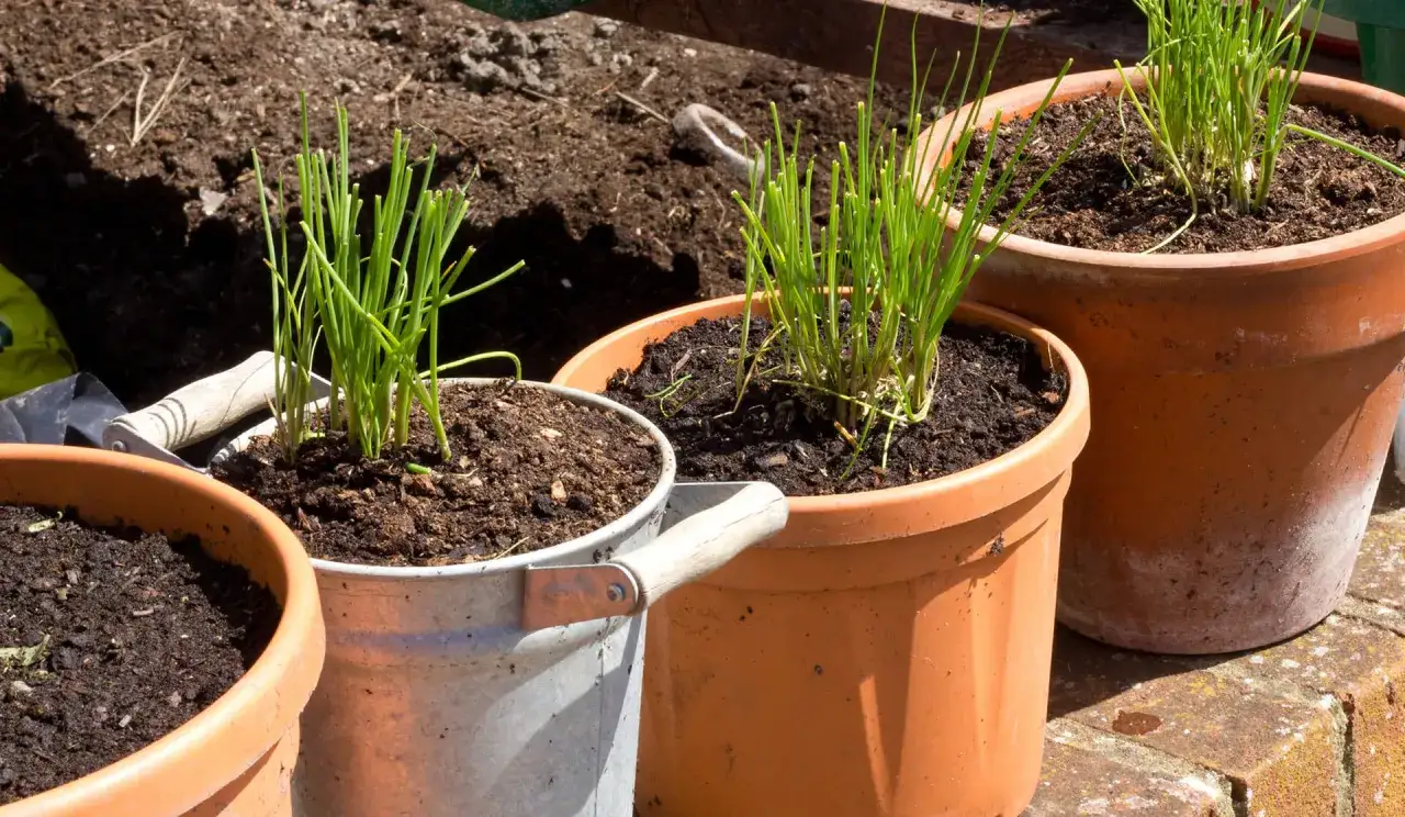 Erba cipollina semina in vasi di terracotta e metallo, pronta per crescere.