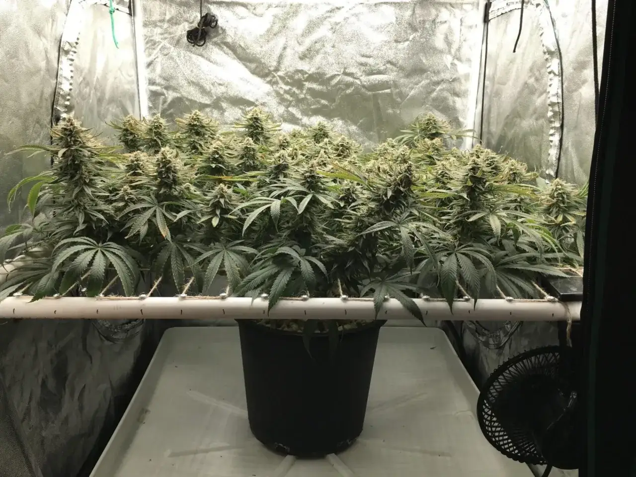 Un rigoglioso raccolto di scrog autofiorenti in una grow box, con cime dense e foglie verdi.