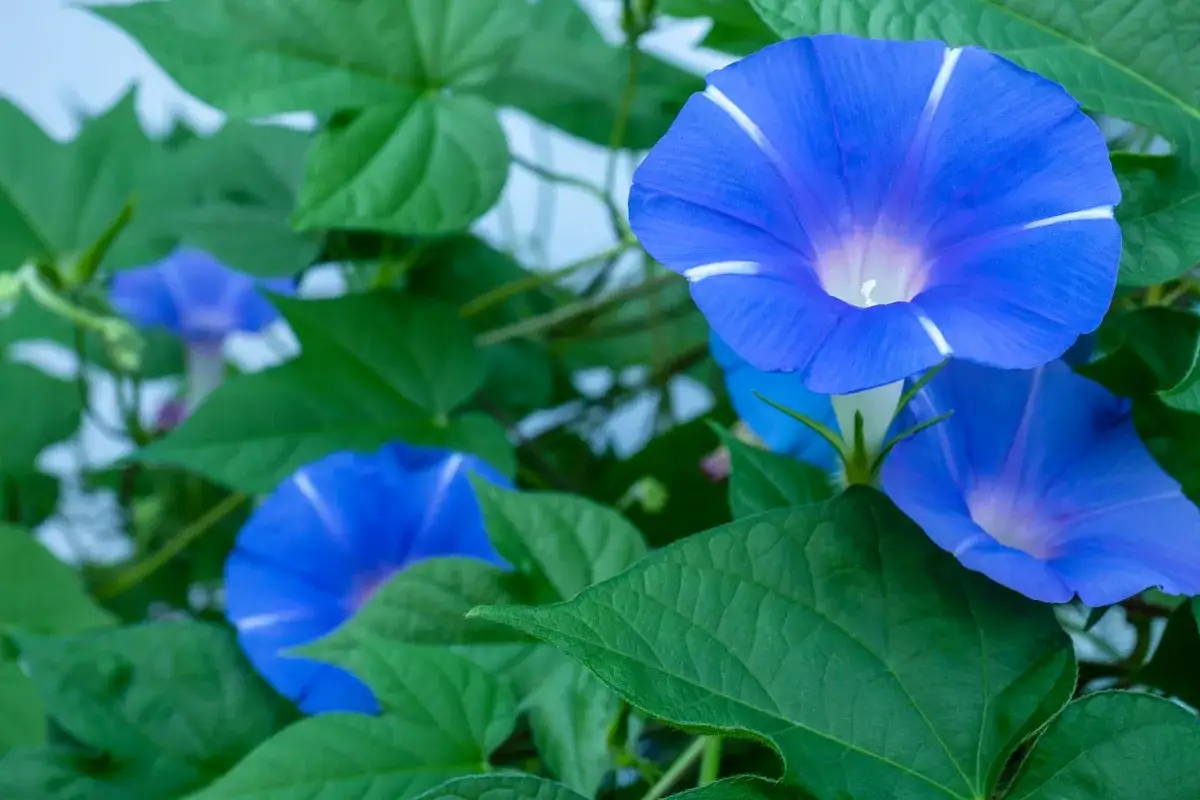 Fiori blu vibranti di ipomea rampicante perenne, con petali a forma di tromba e striature bianche, circondati da foglie verdi lussureggianti.