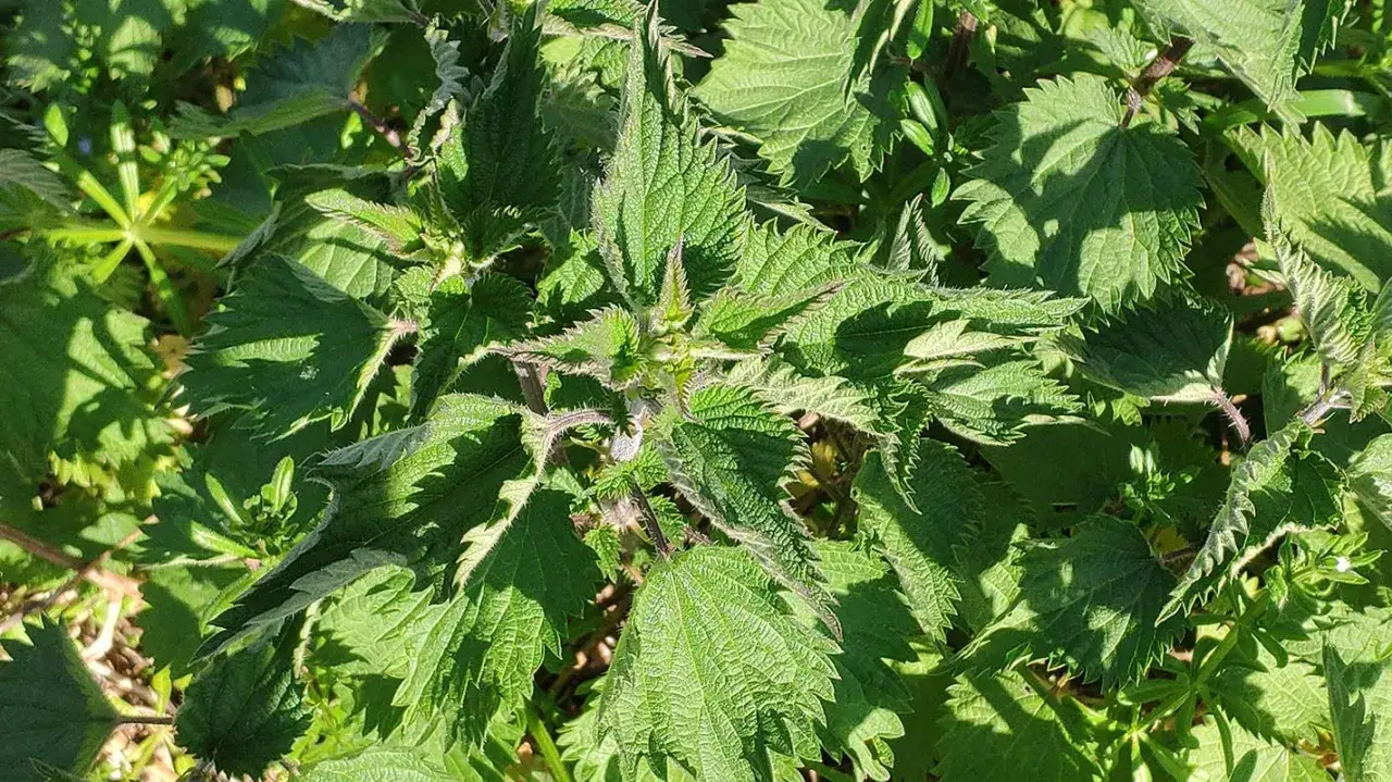 Primo piano di diversi tipi di ortica, con foglie verdi dentellate e pelose illuminate dal sole.