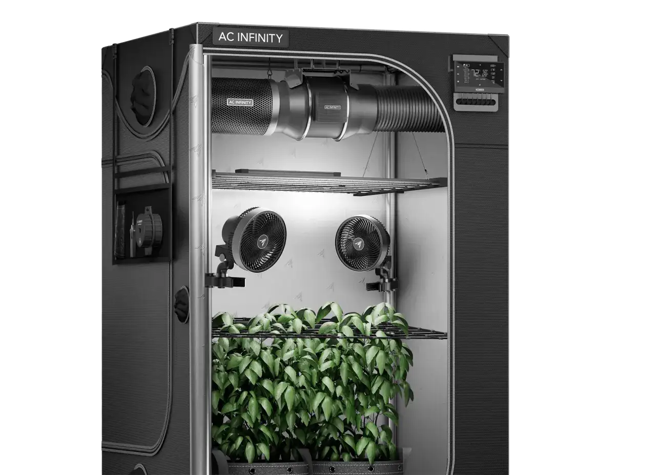 Allestimento grow box con piante rigogliose, ventilatori, sistema di ventilazione e pannello di controllo.