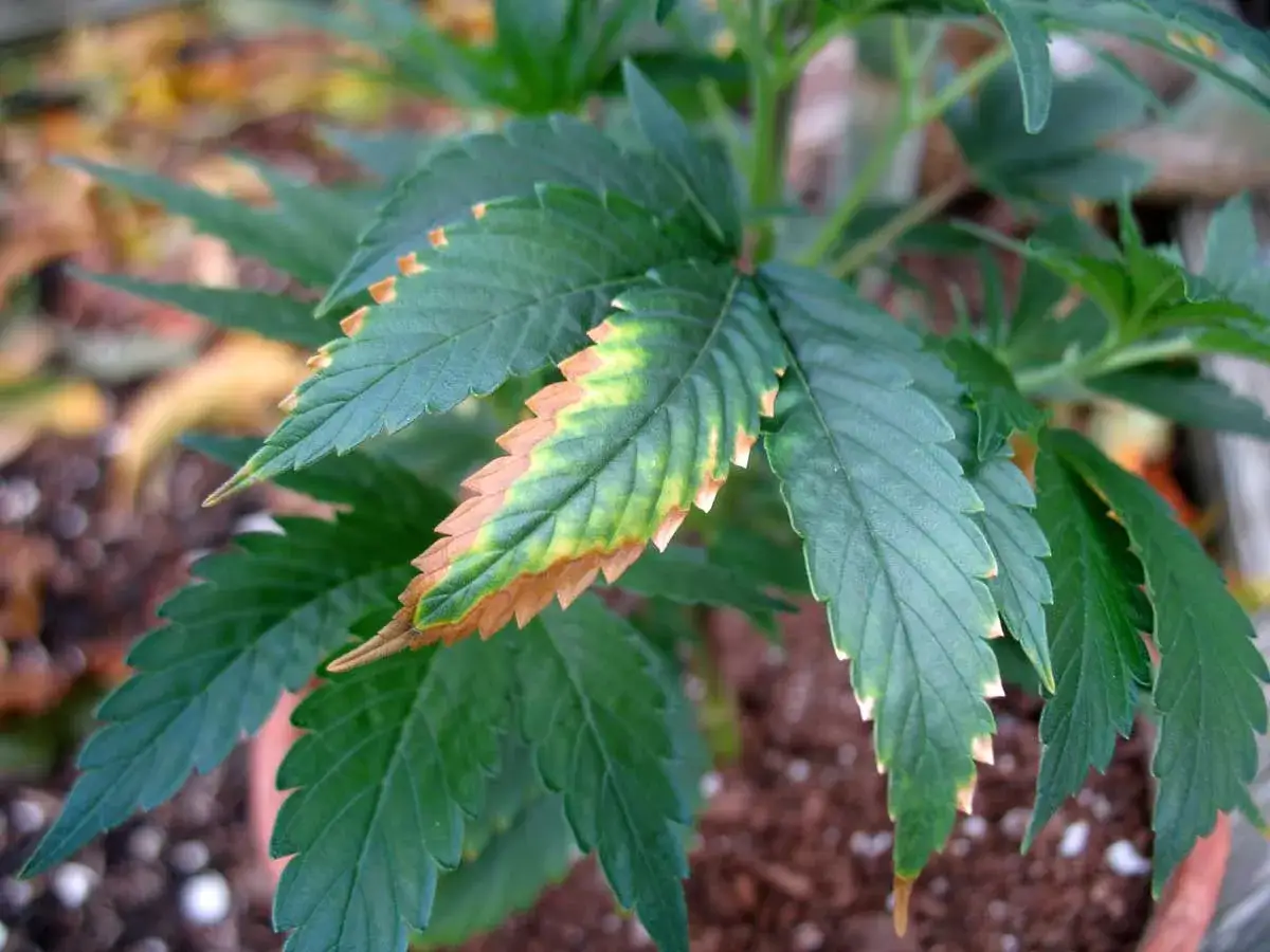 Foglie di cannabis con bordi ingialliti e secchi, sintomo di carenza di potassio. Il potassio &egrave; vitale per la salute delle piante.