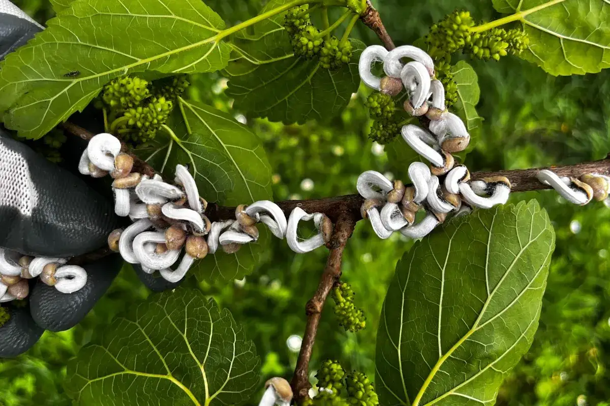 Un guanto grigio esamina un ramo con foglie verdi e grappoli di bacche. La cocciniglia, con i suoi filamenti bianchi cotonosi, si attorciglia sul ramo.