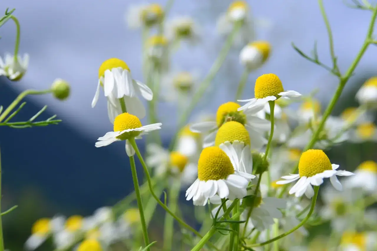 Fiori di camomilla sbocciano, un promemoria delicato di quando si semina la camomilla per godere della sua bellezza e dei suoi benefici.
