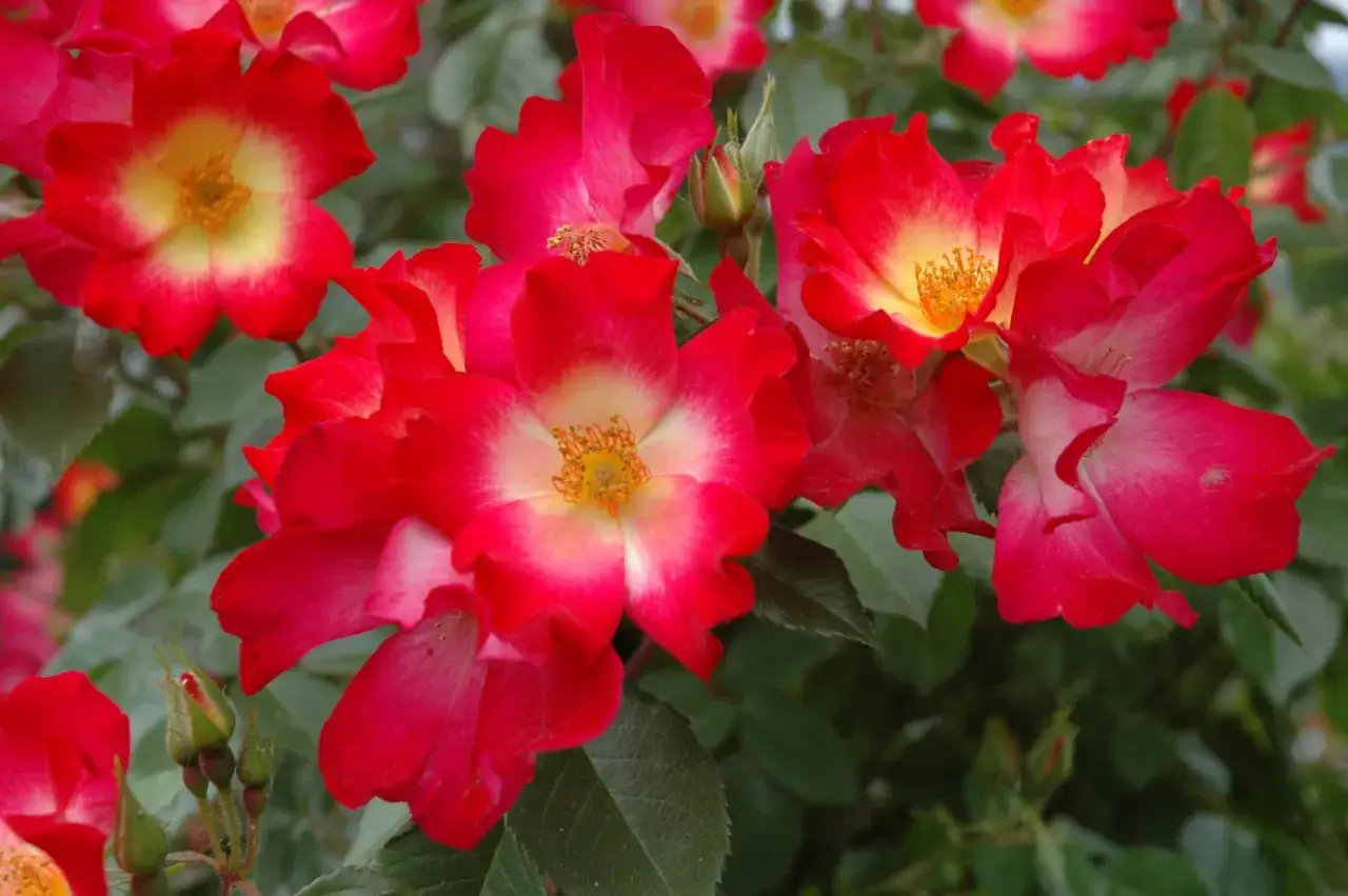 Fiori di rosa rossi e gialli, un invito a coltivare rose per un giardino colorato.