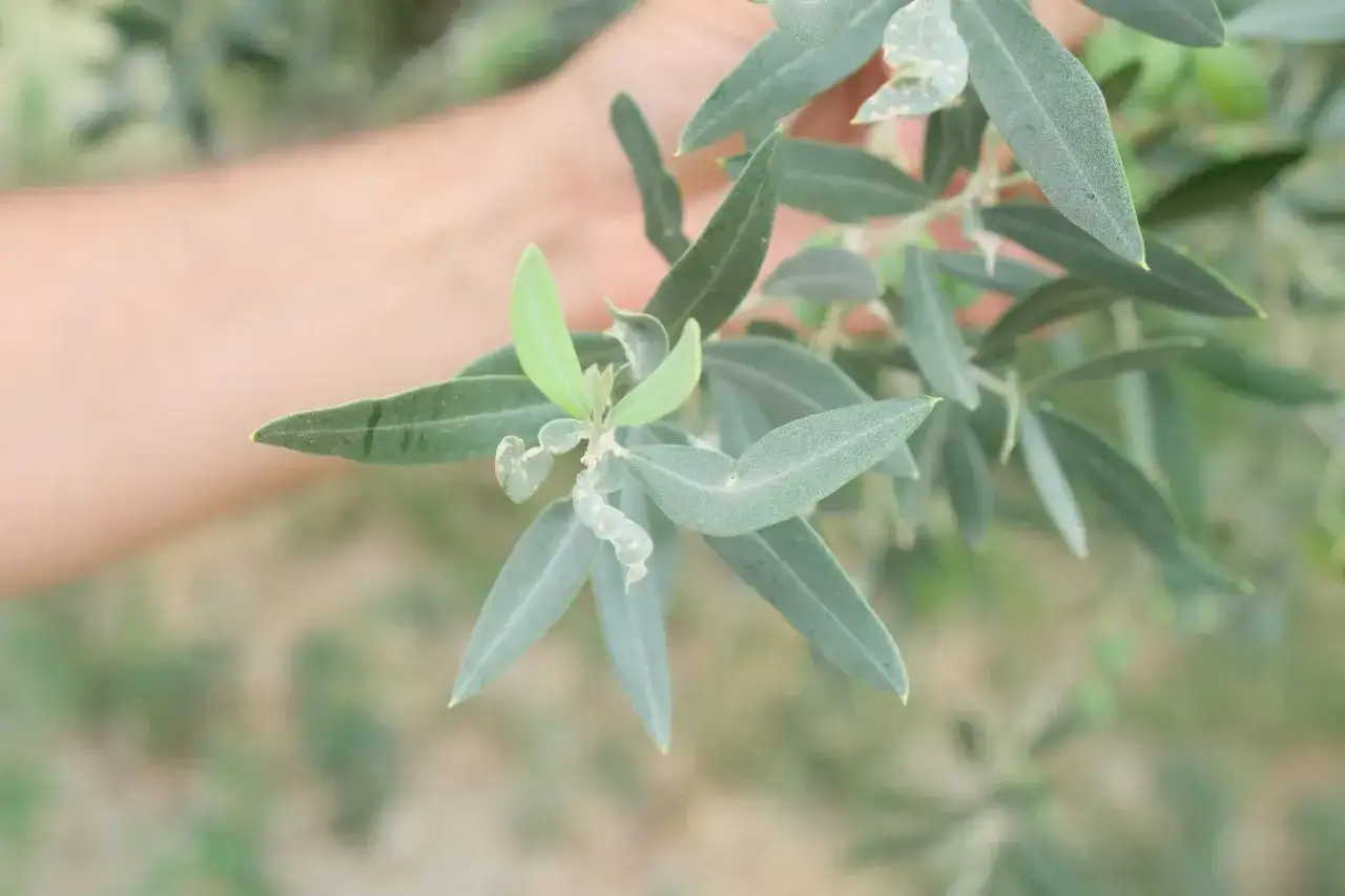 Foglie d'olivo con segni di attacco del tripide dell'olivo. Una mano sfocata sullo sfondo.