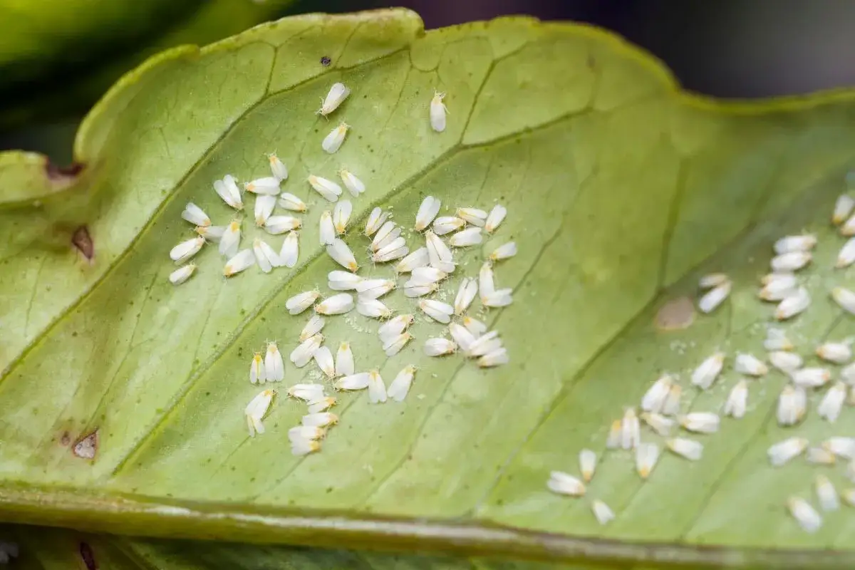 Un gruppo di mosca bianca, insetti bianchi e alati, si posa su una foglia verde.